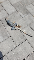 Agama picticauda