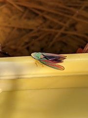Graphocephala fennahi