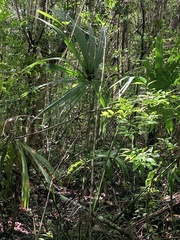Coryphoideae