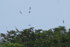 Elanoides forficatus