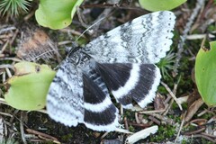 Catocala relicta