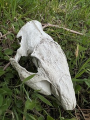 Cuniculus taczanowskii