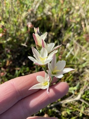 Iridaceae