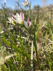 Iridaceae