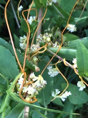 Cuscuta gronovii