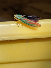 Graphocephala fennahi