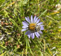 Erigeron glacialis