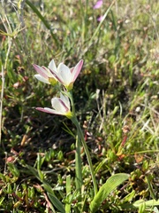 Iridaceae