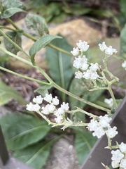 Parthenium integrifolium