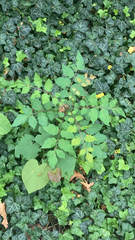 Koelreuteria paniculata