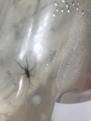 Evania appendigaster