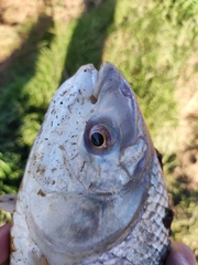 Prochilodus lineatus
