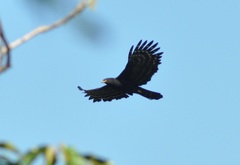 Spizaetus tyrannus
