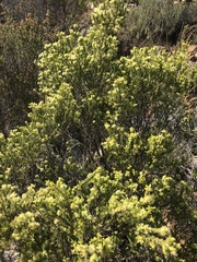 Passerina obtusifolia