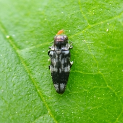 Taphrocerus