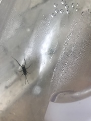 Evania appendigaster