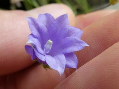 Campanula
