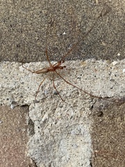 Tetragnatha extensa
