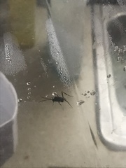 Evania appendigaster