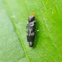 Taphrocerus