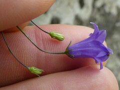 Campanula
