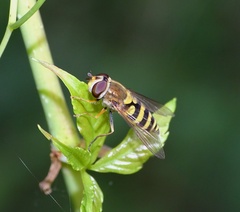 Syrphus vitripennis