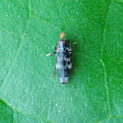 Taphrocerus