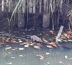 Rattus norvegicus
