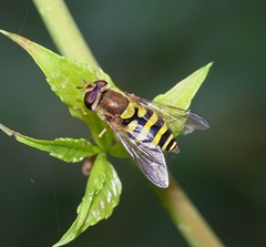 Syrphus vitripennis