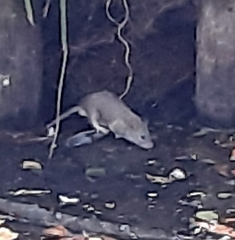 Rattus norvegicus