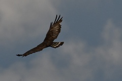 Buteo albonotatus
