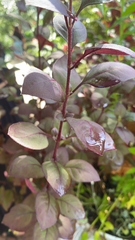 Caryophyllales