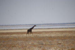 Giraffa camelopardalis angolensis