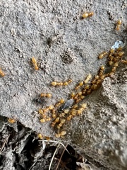 Acanthomyops