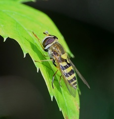 Syrphus vitripennis