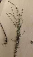 Phacelia imbricata