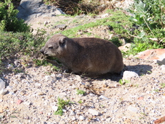 Procavia capensis capensis