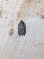 Acleris ptychogrammos