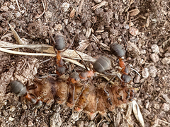 Formica rufa