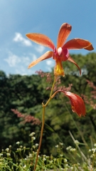 Bletia coccinea