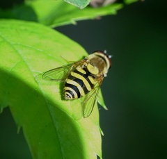 Syrphus vitripennis