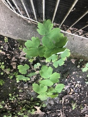 Aquilegia canadensis