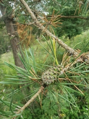 Pinus banksiana