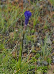 Gentianopsis detonsa detonsa