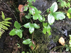 Fragaria