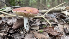 Russula paludosa