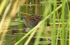 Porzana carolina