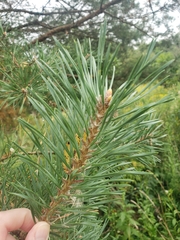 Pinus banksiana