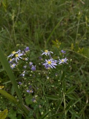 Symphyotrichum oolentangiense