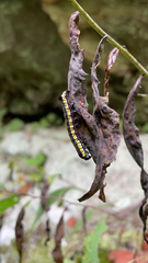 Cucullia convexipennis